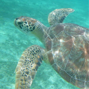 Meet your Posher, Kristen